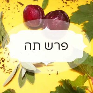 פרש תה