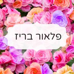 פלואור בריז