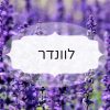 לוונדר