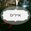 אייריס