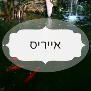 אייריס